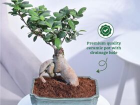 Go Green Gracefully: Ugaoo’s Ficus Bonsai